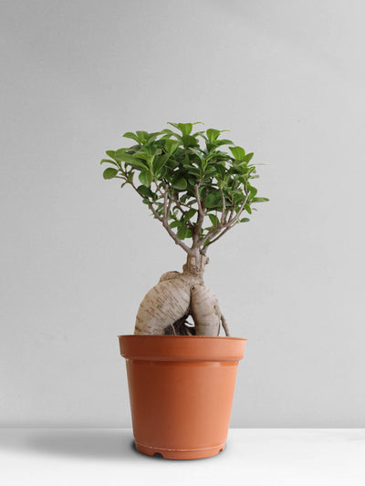 Ficus Bonsai Ginseng (Large)