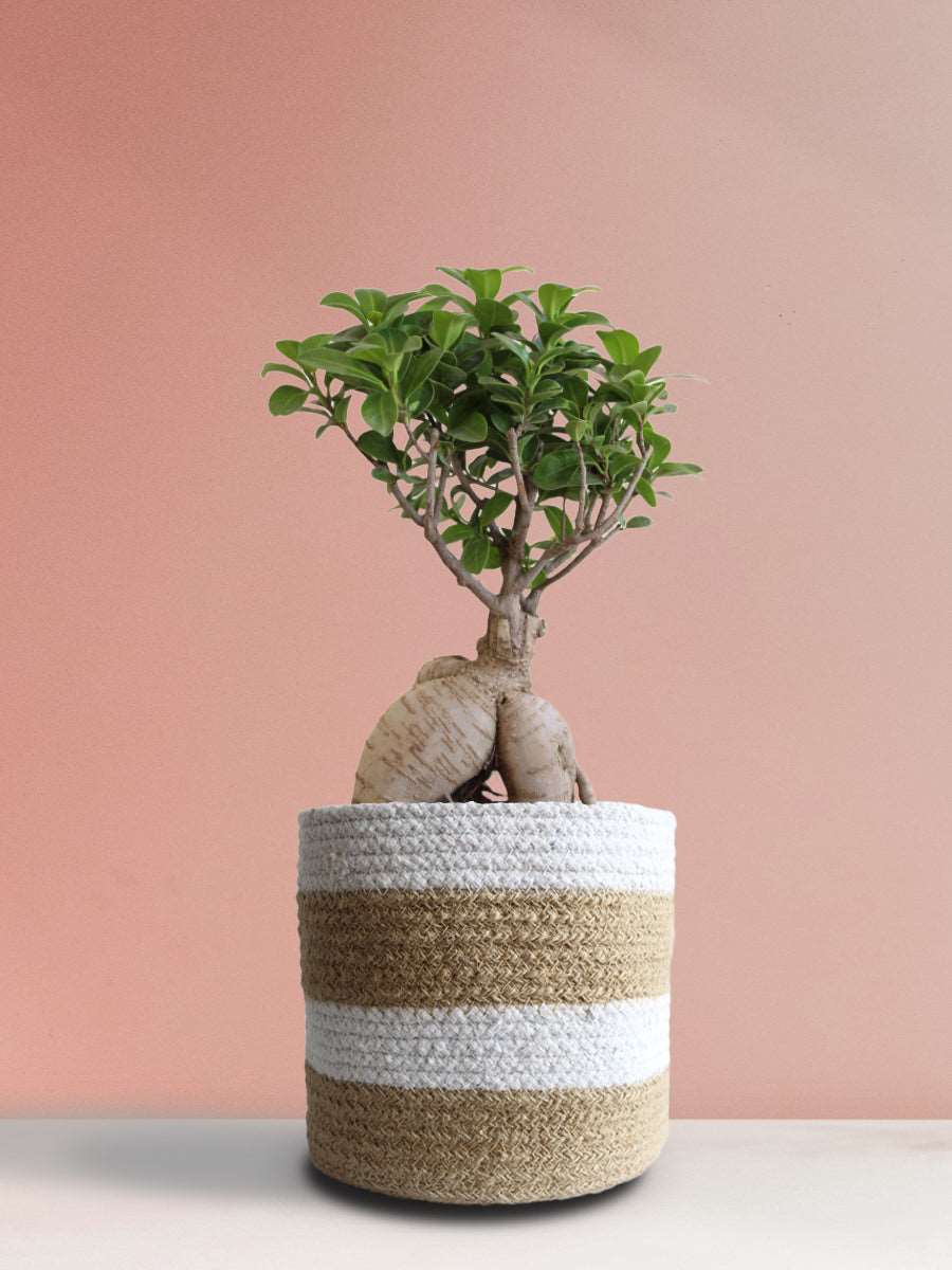 Ficus Bonsai Ginseng (Large)