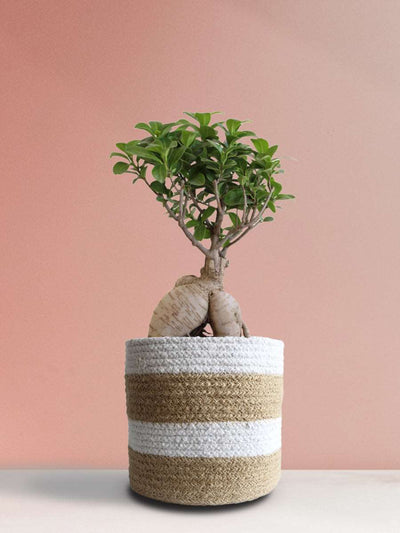 Ficus Bonsai Ginseng (Large)