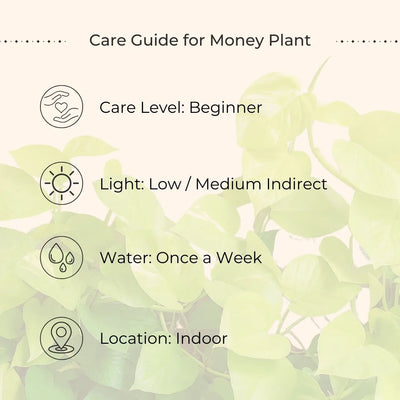 Money Plant Golden (Small) in Eco Pot