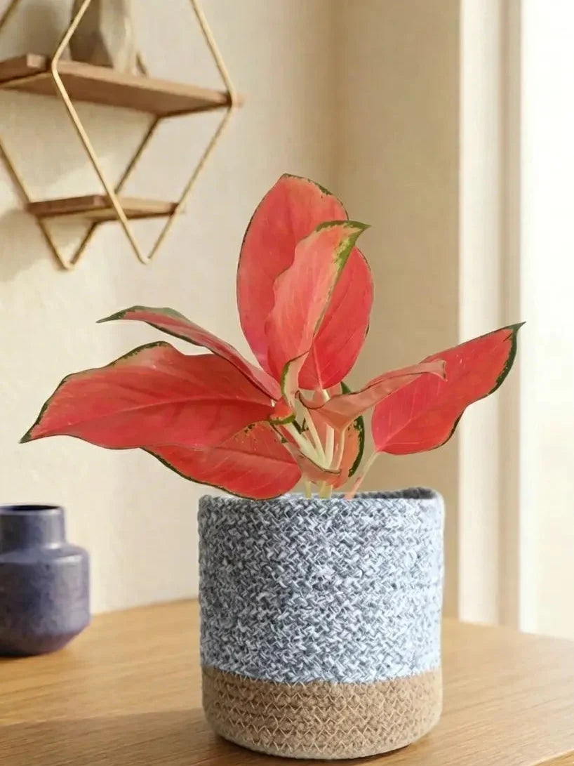 Aglaonema Cherry Pink Plant (Medium)