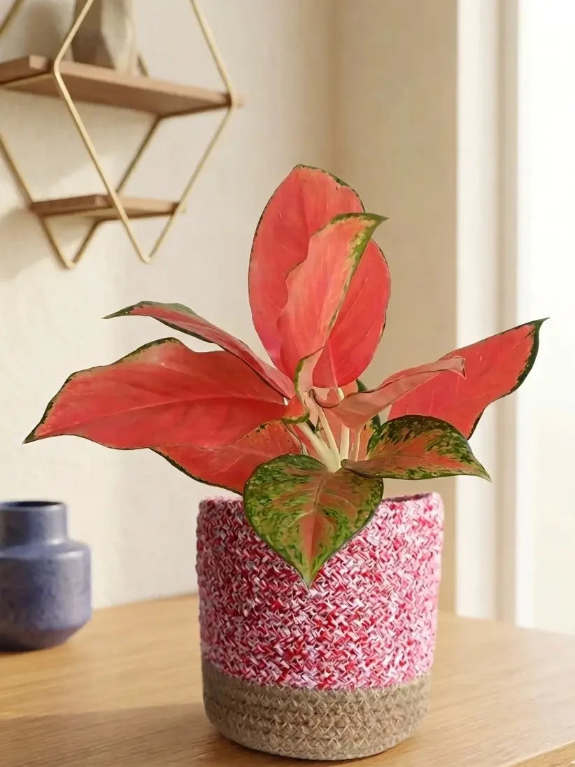 Aglaonema Cherry Pink Plant (Medium)