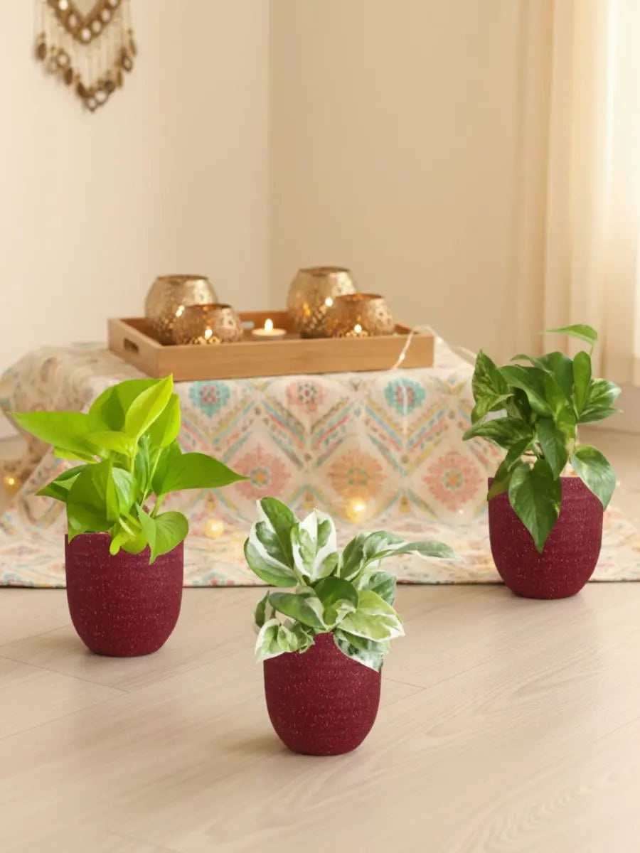 Three Money Plant Combo in Eco Pots (Small)