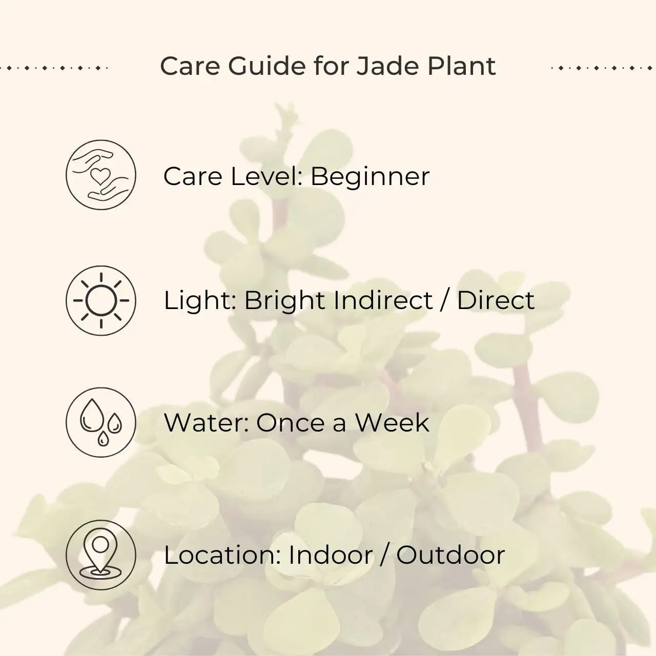 Jade Plant (Small) in Golden Metal Pot