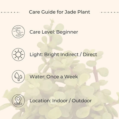 Jade Plant (Small) in Golden Metal Pot