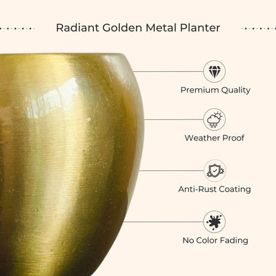 Aglaonema Pink Plant in 4" Golden Metal Pot