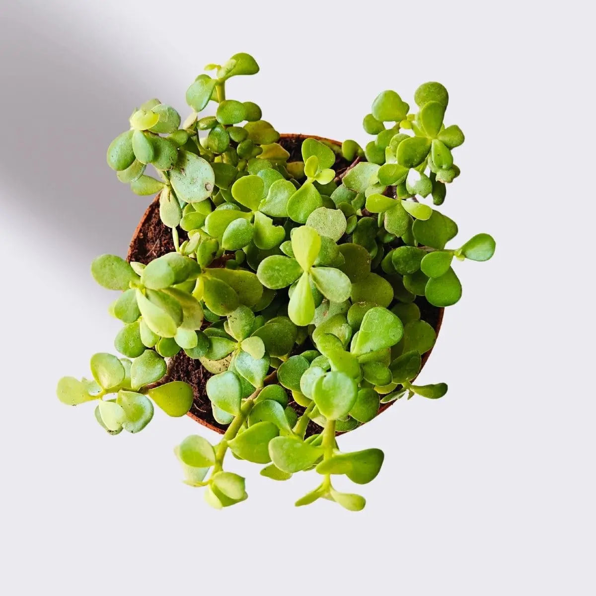 Jade Plant (Small) in Golden Metal Pot