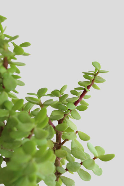 Jade Plant (Small) in Eco Pot