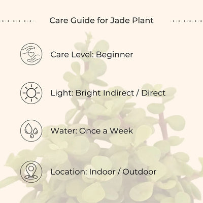 Jade Plant (Small) in Eco Pot