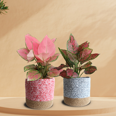 Lovely Pink Duo