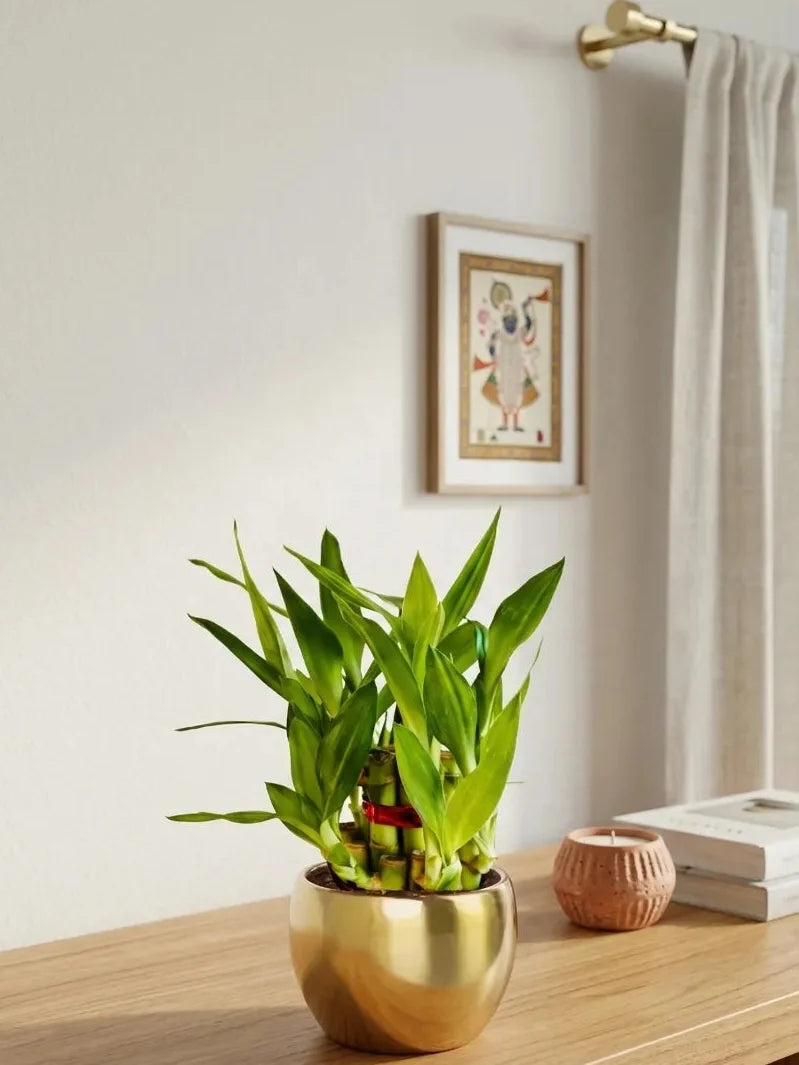 Lucky Bamboo 2 Layer Plant (Small) in Golden Metal Pot