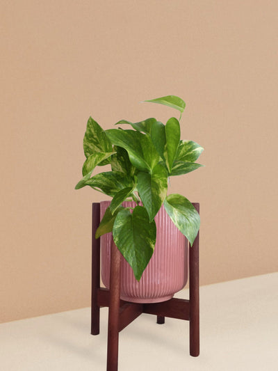 Gold King Money Plant in Ceramic Pot (Medium)