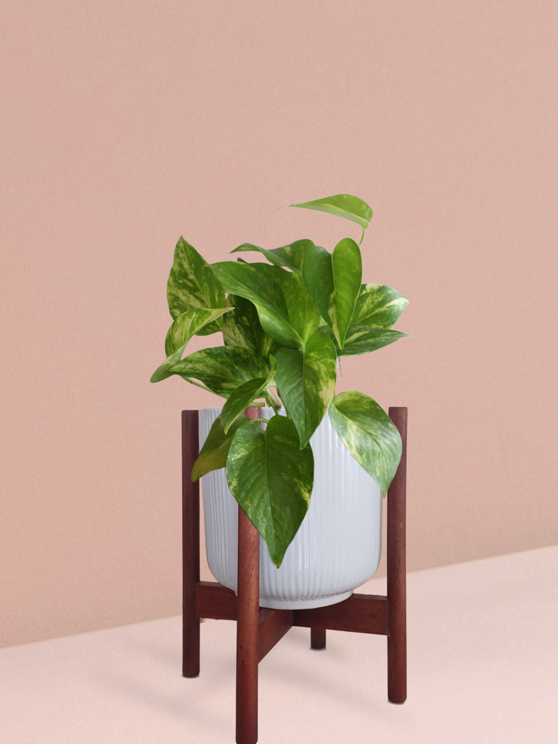 Gold King Money Plant in Ceramic Pot (Medium)