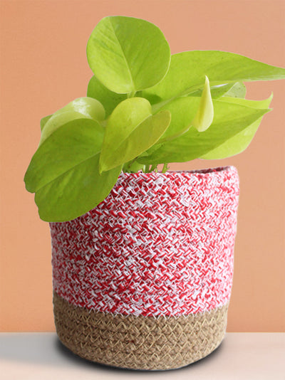 Easy-Care Air-Purifying Plants Combo