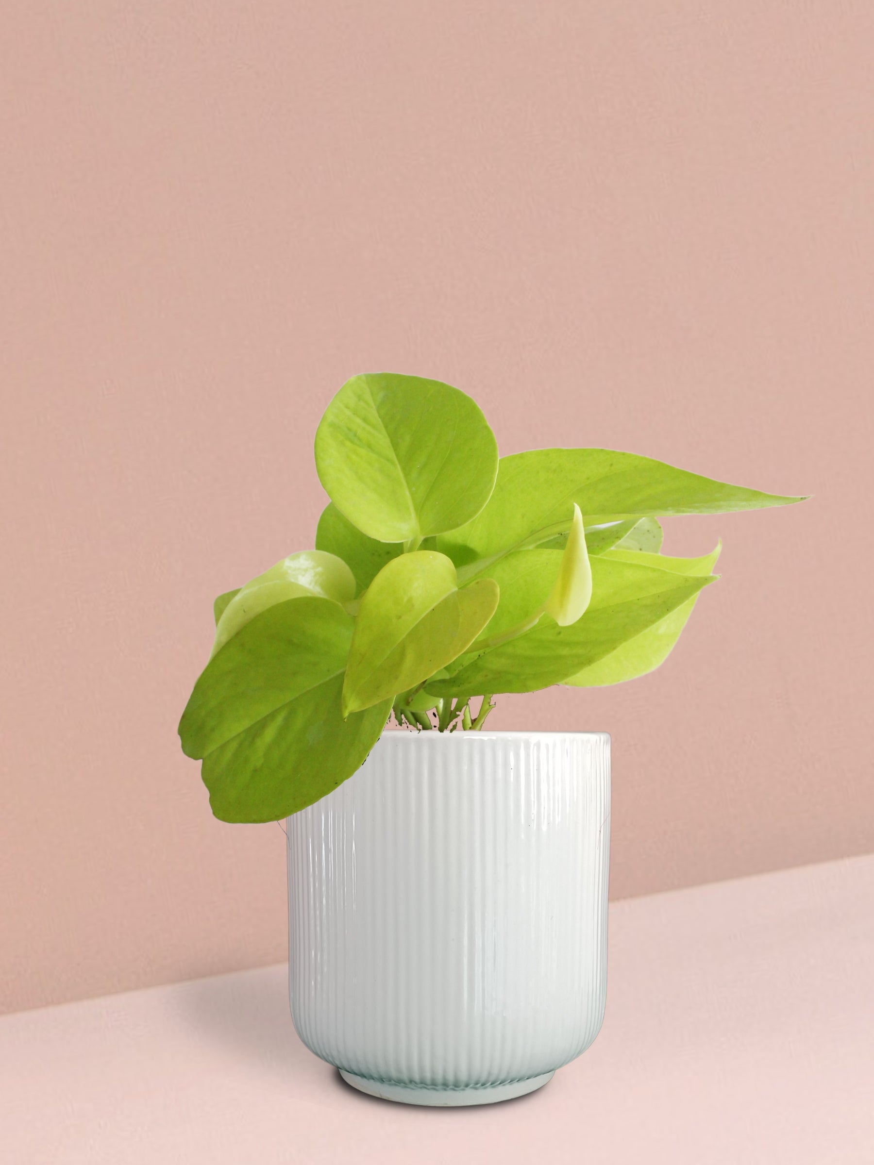 Golden Money Plant in Ceramic Pot (Medium)
