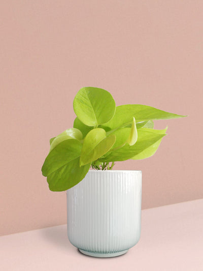 Golden Money Plant in Ceramic Pot (Medium)