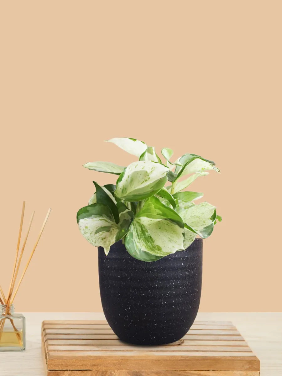 Money Plant Manjula (Small) in Eco Pot