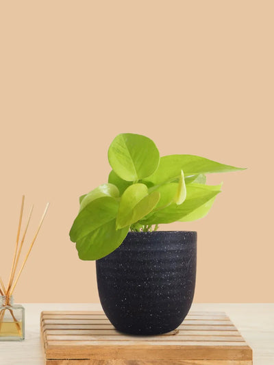 Money Plant Golden (Small) in Eco Pot