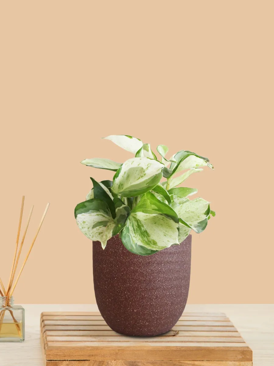 Money Plant Manjula (Small) in Eco Pot