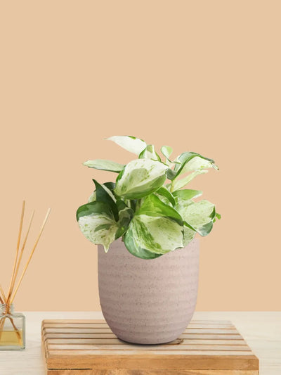 Money Plant Manjula (Small) in Eco Pot