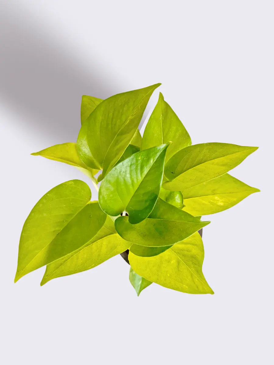 Bathroom Plants Combo (Small)