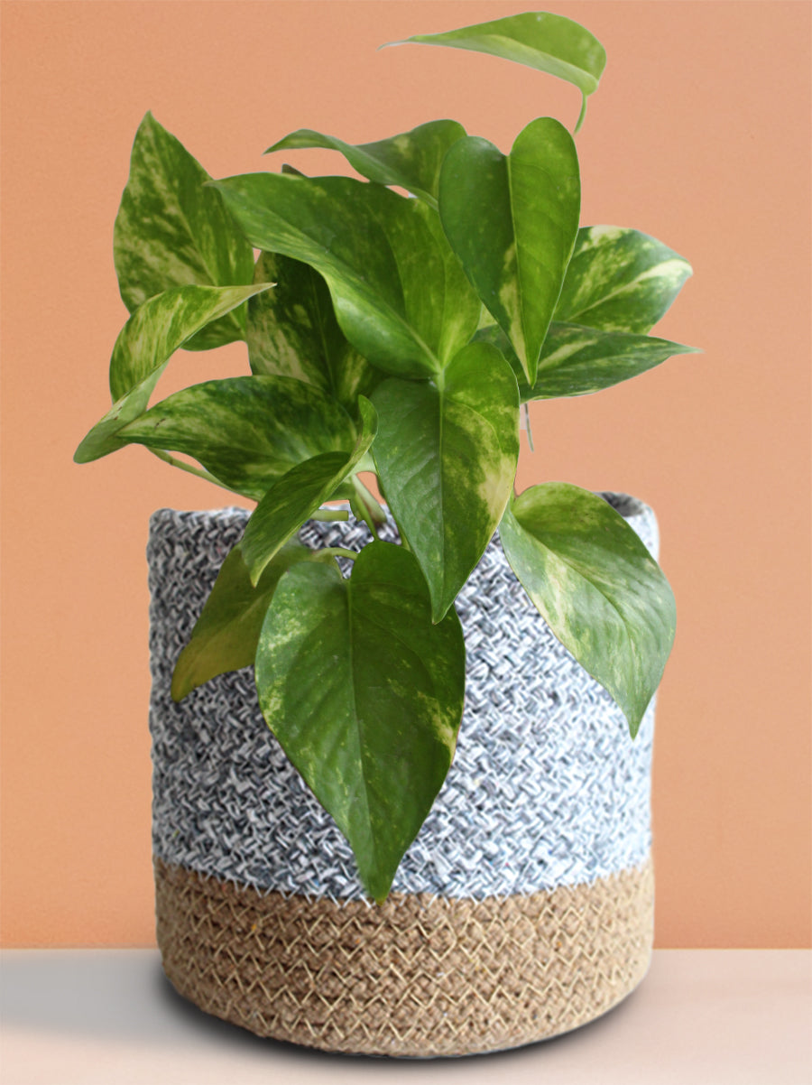Money Plant Gold King (Medium)