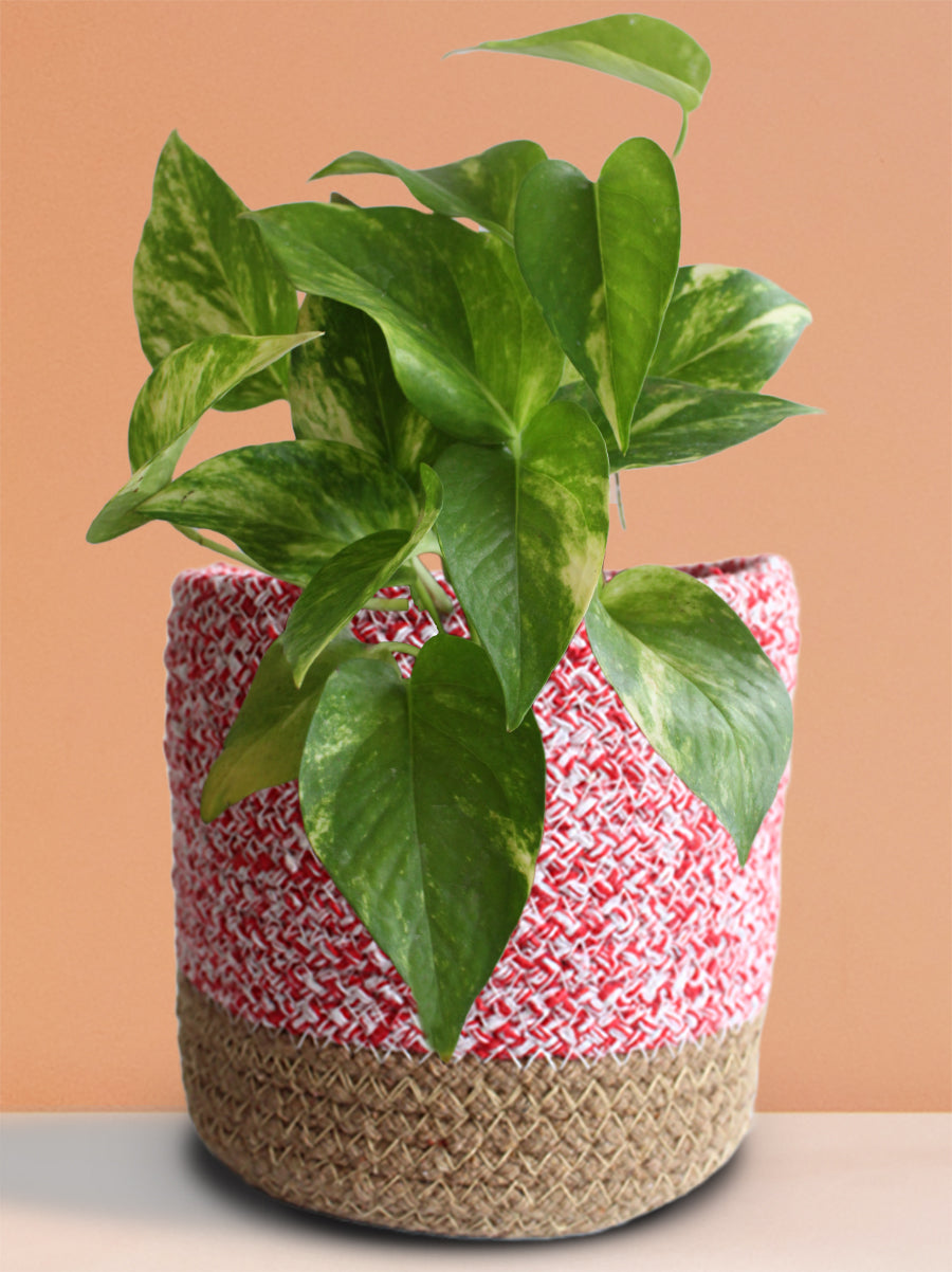 Money Plant Gold King (Medium)