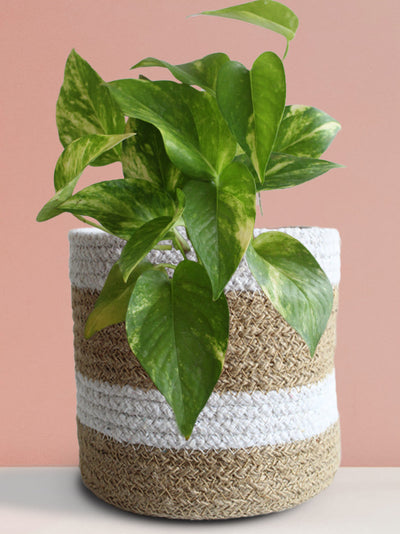 Money Plant Gold King (Medium)