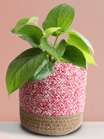 Money Plant Green (Medium)