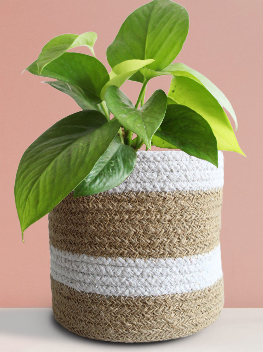 Money Plant Green (Medium)