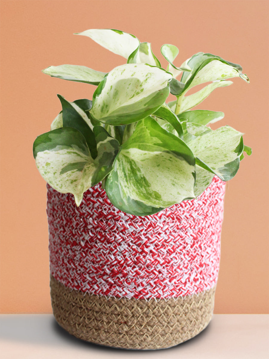 Money Plant Manjula (Medium)