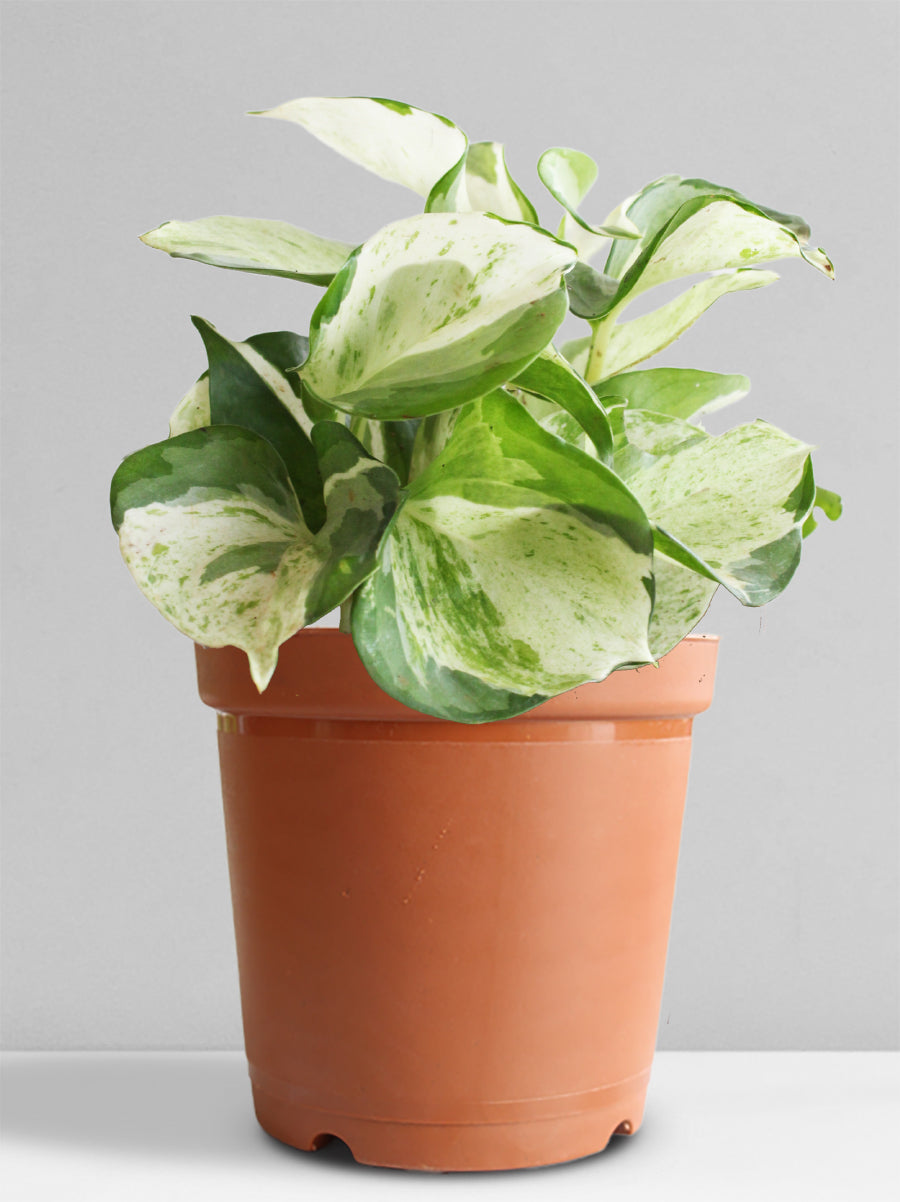 Money Plant Manjula (Medium)