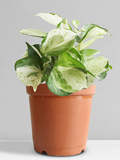 Money Plant Manjula (Medium)