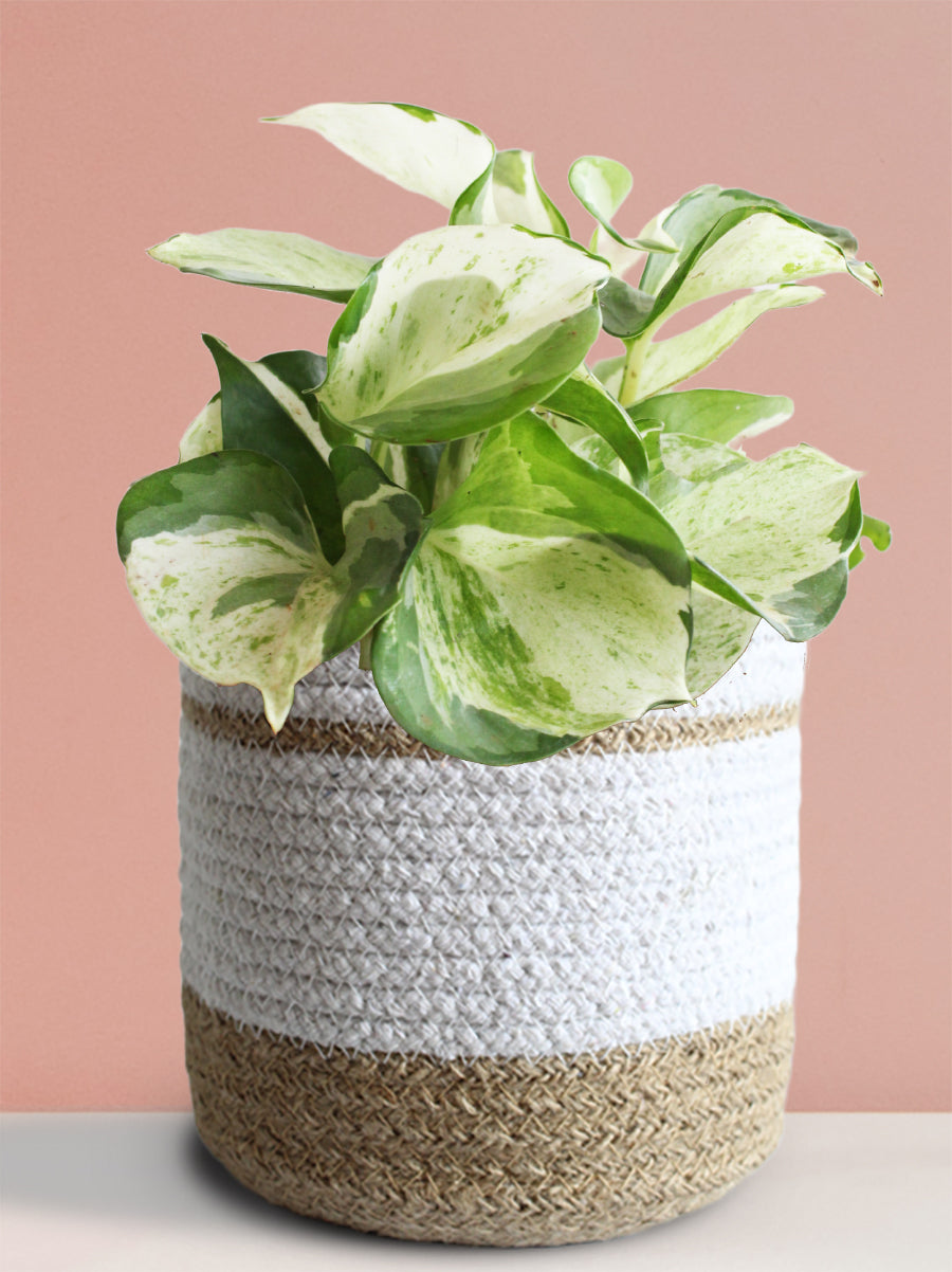 Money Plant Manjula (Medium)