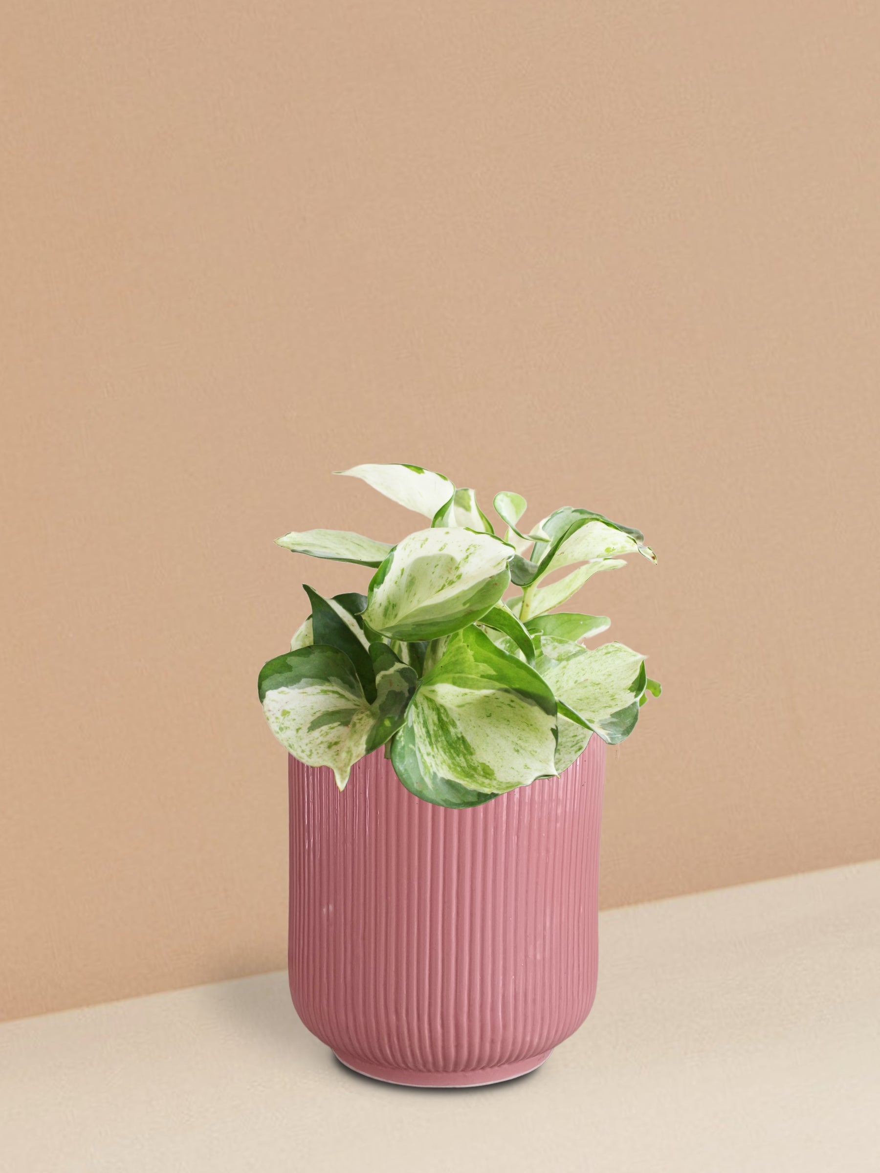 Manjula Money Plant in Ceramic Pot (Medium)