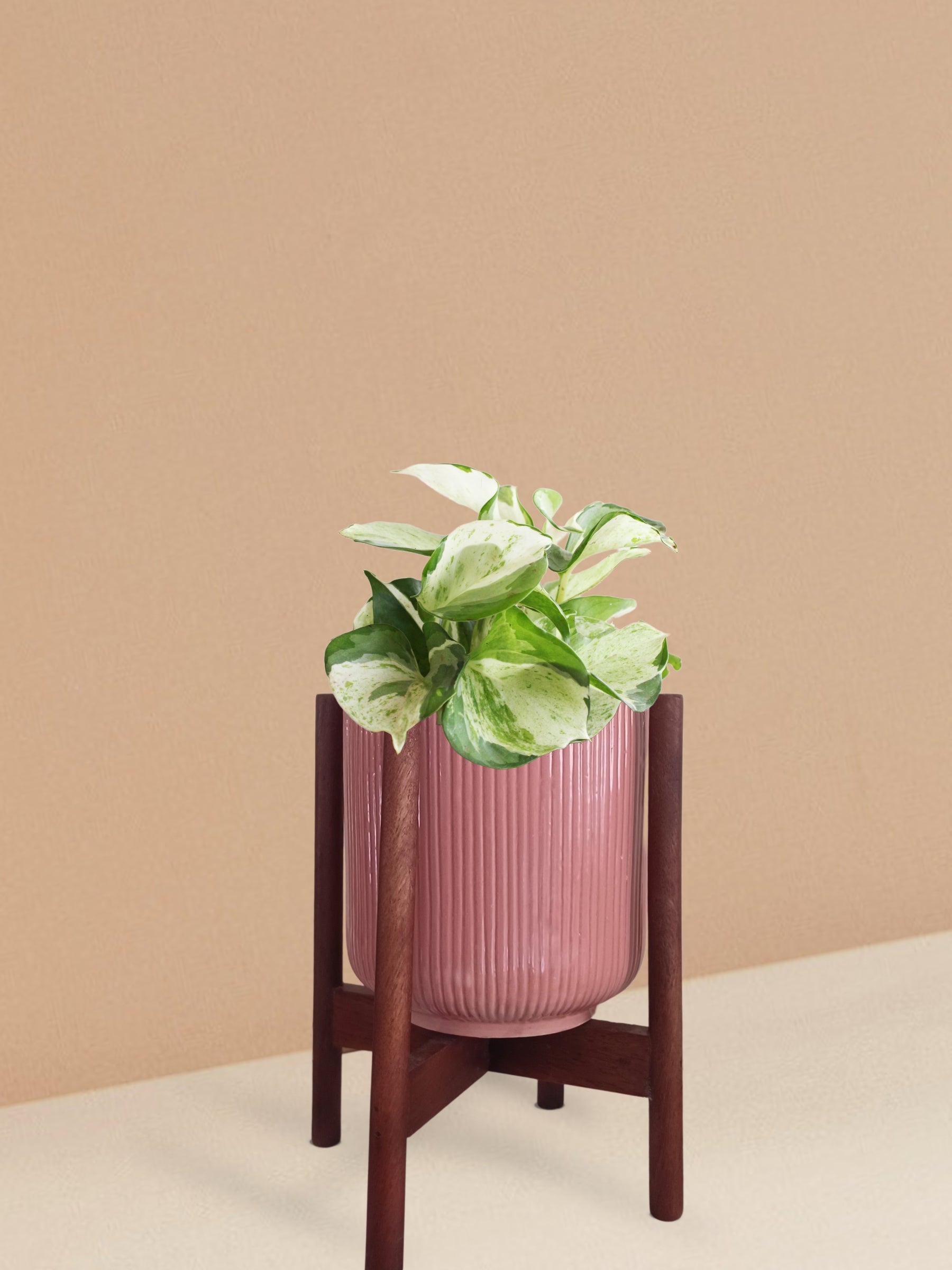 Manjula Money Plant in Ceramic Pot (Medium)
