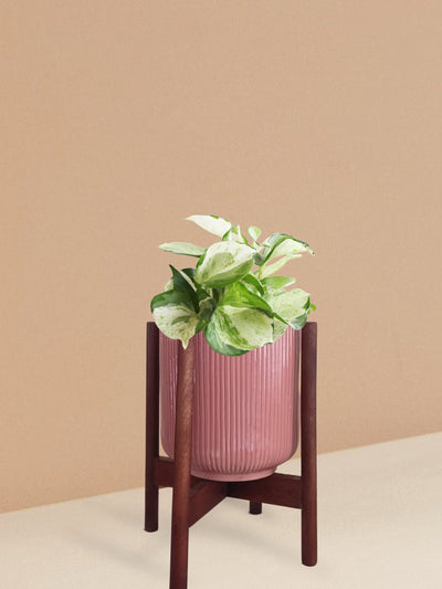 Manjula Money Plant in Ceramic Pot (Medium)
