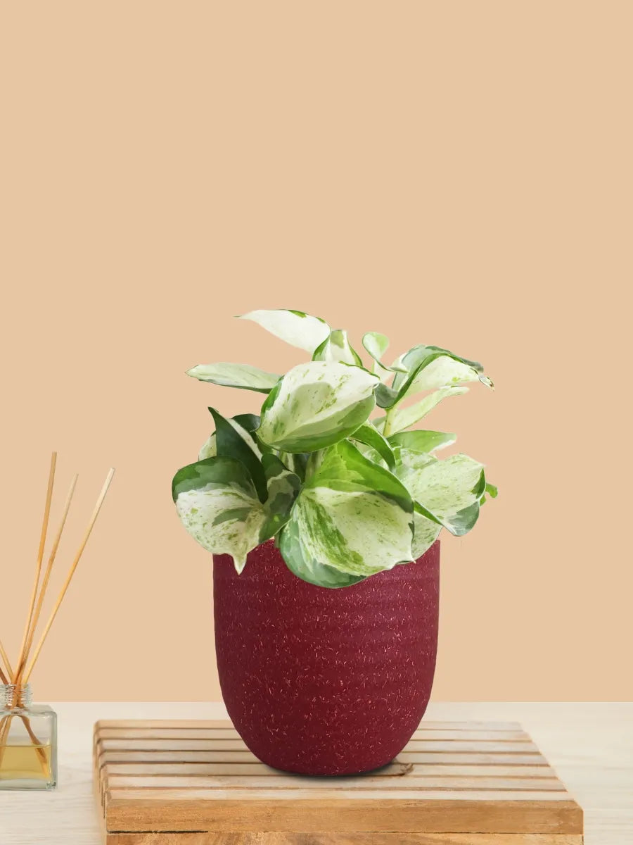 Money Plant Manjula (Small) in Eco Pot