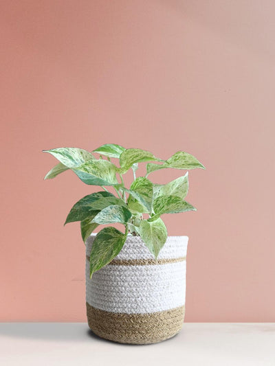 Money Plant Marble (Medium)