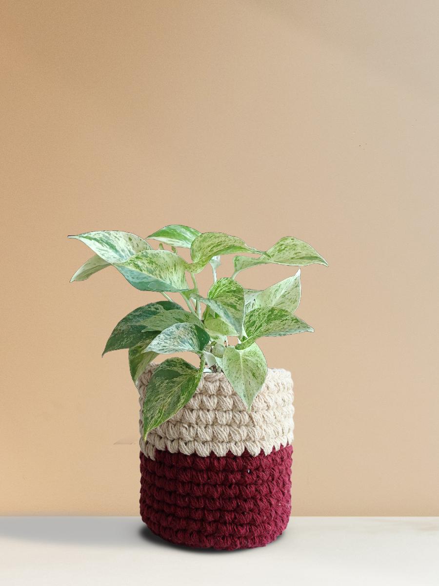 Money Plant Marble (Medium)
