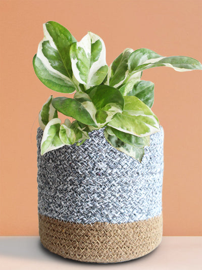 Money Plant N'Joy (Medium)