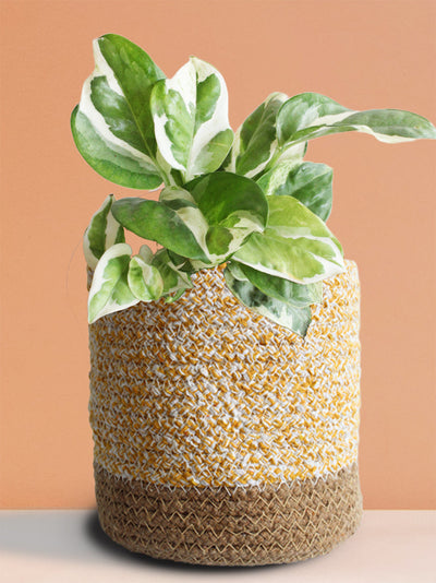 Money Plant N'Joy (Medium)