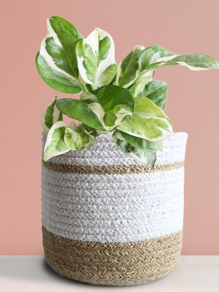 Money Plant N'Joy (Medium)