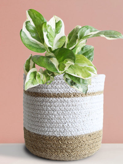 Money Plant N'Joy (Medium)