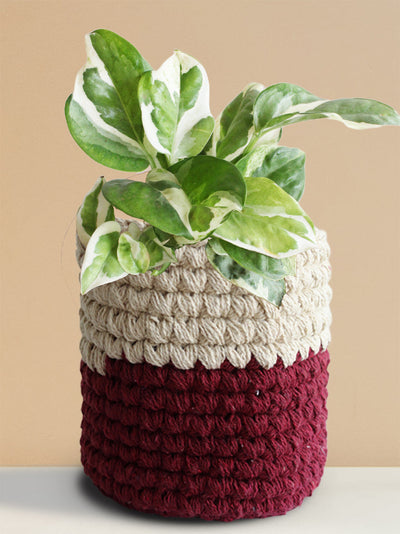 Money Plant N'Joy (Medium)
