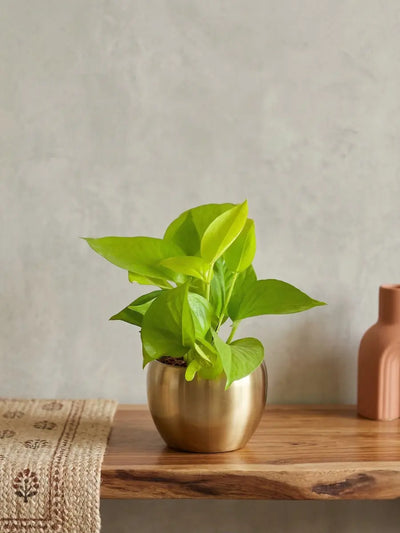 Golden Money Plant in 4" Golden Metal Pot