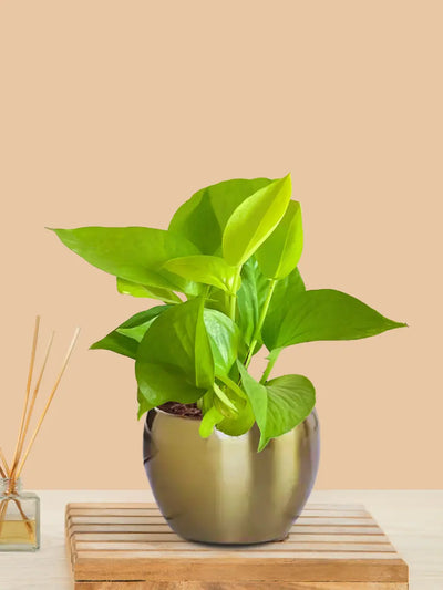 Golden Money Plant in 4" Golden Metal Pot