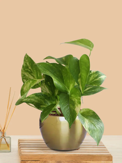Variegated Money Plant in 4" Golden Metal Pot