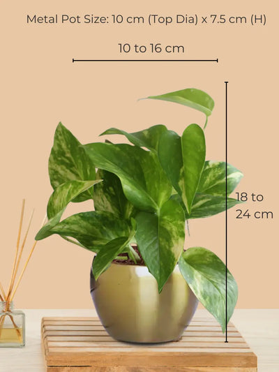 Variegated Money Plant in 4" Golden Metal Pot