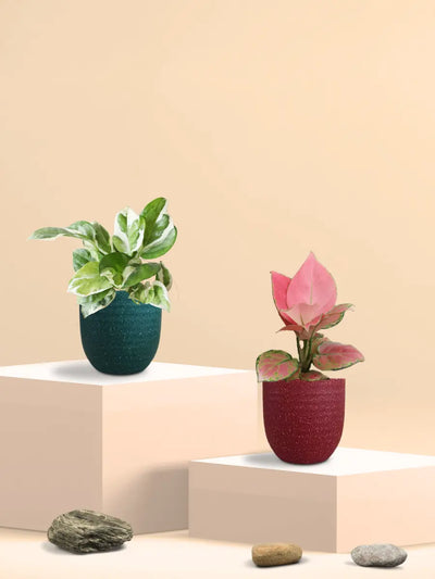 Office Desk Plants Combo (Small)